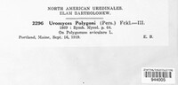 Uromyces polygoni-avicularis image